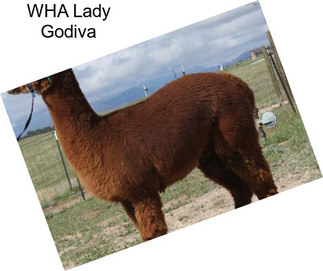 WHA Lady Godiva