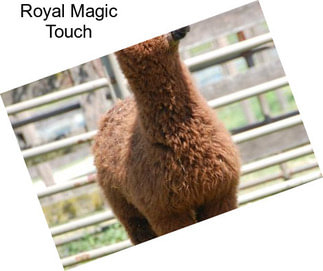 Royal Magic Touch