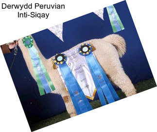 Derwydd Peruvian Inti-Siqay