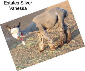 Estates Silver Vanessa