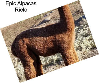 Epic Alpacas Rielo