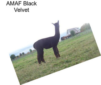 AMAF Black Velvet
