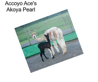 Accoyo Ace\'s Akoya Pearl