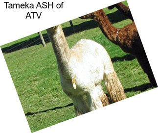 Tameka ASH of ATV