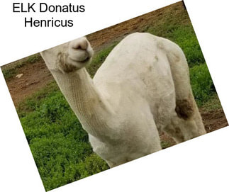 ELK Donatus Henricus