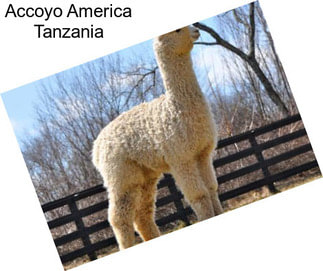 Accoyo America Tanzania