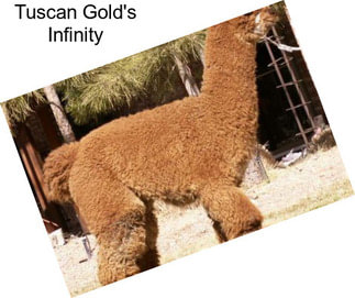 Tuscan Gold\'s Infinity
