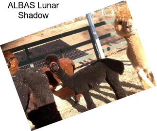 ALBAS Lunar Shadow