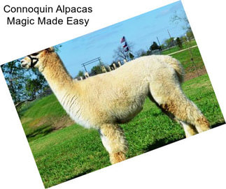 Connoquin Alpacas Magic Made Easy