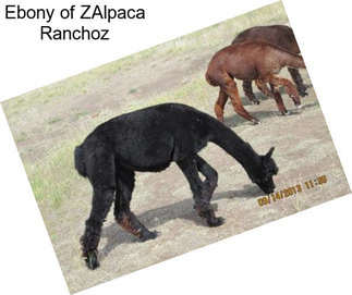 Ebony of ZAlpaca Ranchoz