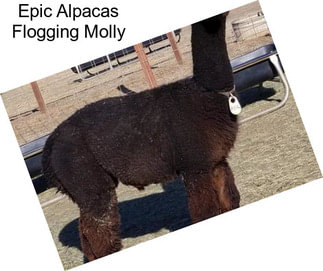 Epic Alpacas Flogging Molly