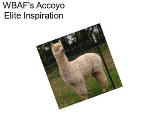 WBAF\'s Accoyo Elite Inspiration