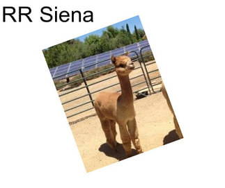 RR Siena