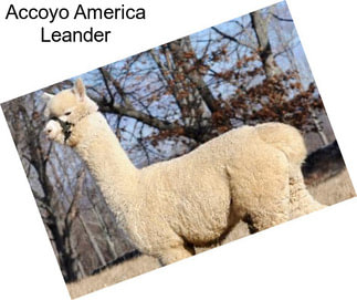 Accoyo America Leander