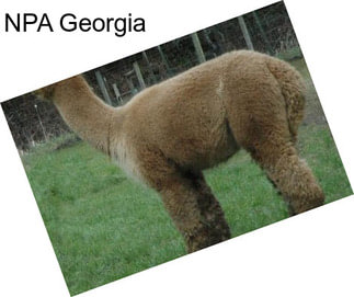 NPA Georgia