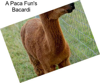 A Paca Fun\'s Bacardi