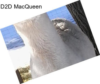 D2D MacQueen