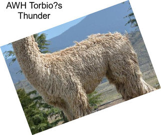 AWH Torbio?s Thunder