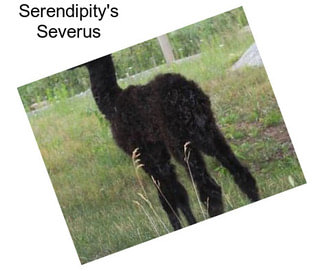 Serendipity\'s Severus
