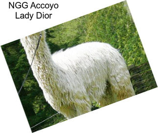 NGG Accoyo Lady Dior