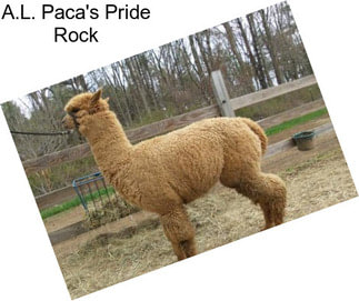 A.L. Paca\'s Pride Rock