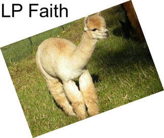 LP Faith