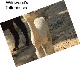 Wildwood\'s Tallahassee