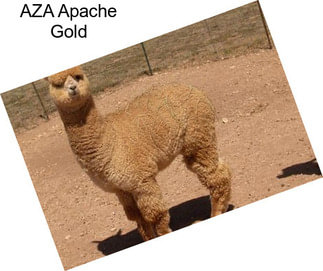 AZA Apache Gold