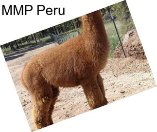 MMP Peru