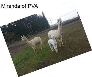 Miranda of PVA