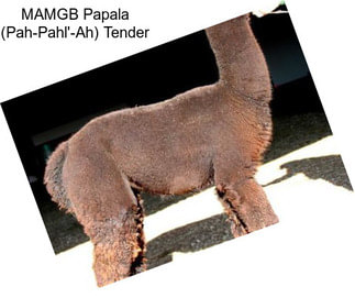 MAMGB Papala (Pah-Pahl\'-Ah) \