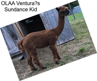 OLAA Ventura?s Sundance Kid