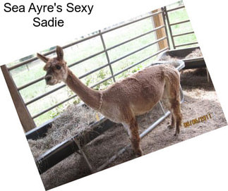 Sea Ayre\'s Sexy Sadie