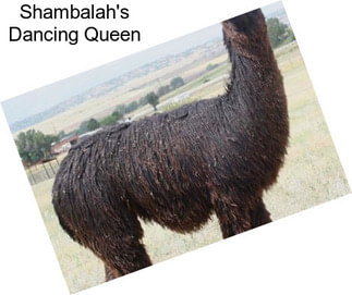 Shambalah\'s Dancing Queen