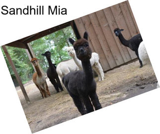 Sandhill Mia