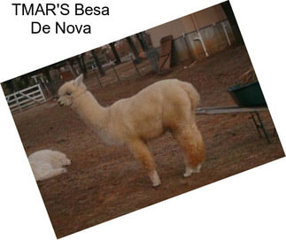 TMAR\'S Besa De Nova