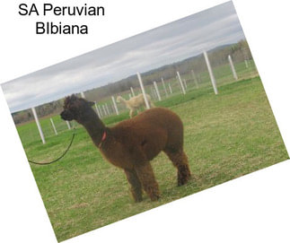 SA Peruvian BIbiana