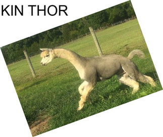 KIN THOR