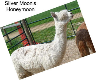 Sliver Moon\'s Honeymoon