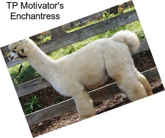 TP Motivator\'s Enchantress