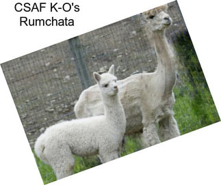 CSAF K-O\'s Rumchata