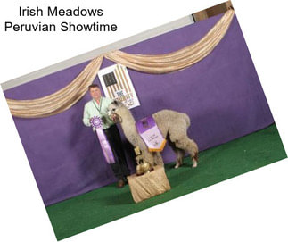 Irish Meadows Peruvian Showtime