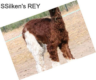 SSilken\'s REY