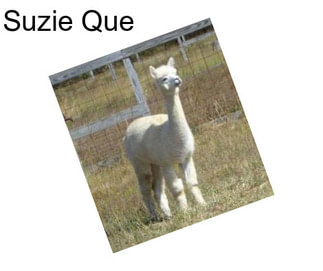 Suzie Que