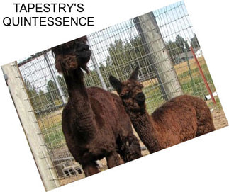 TAPESTRY\'S QUINTESSENCE