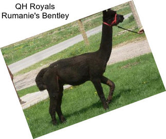 QH Royals Rumanie\'s Bentley