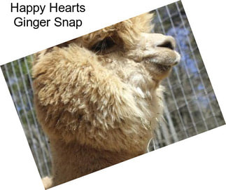 Happy Hearts Ginger Snap