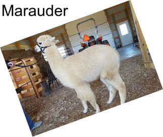 Marauder