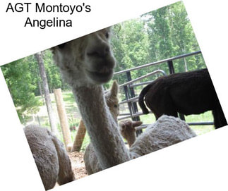 AGT Montoyo\'s Angelina