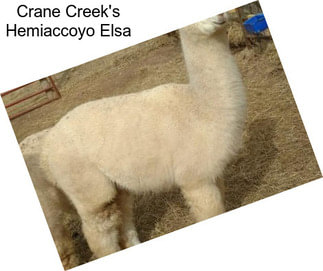 Crane Creek\'s Hemiaccoyo Elsa